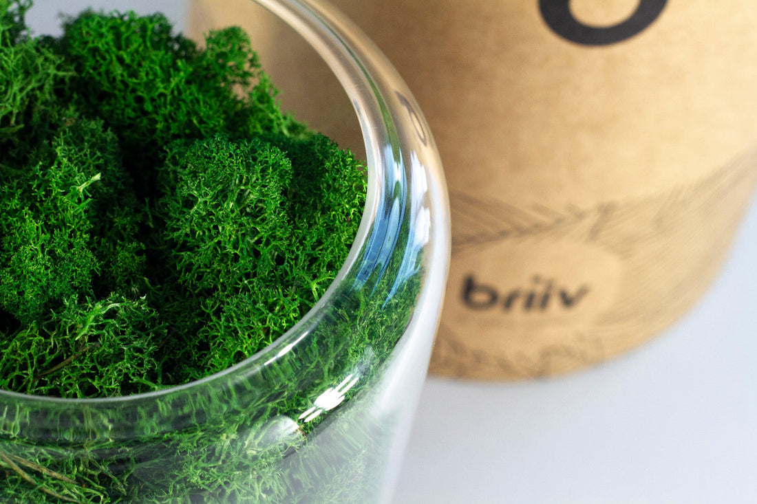 Briiv with moss and sustainable packaging in the background