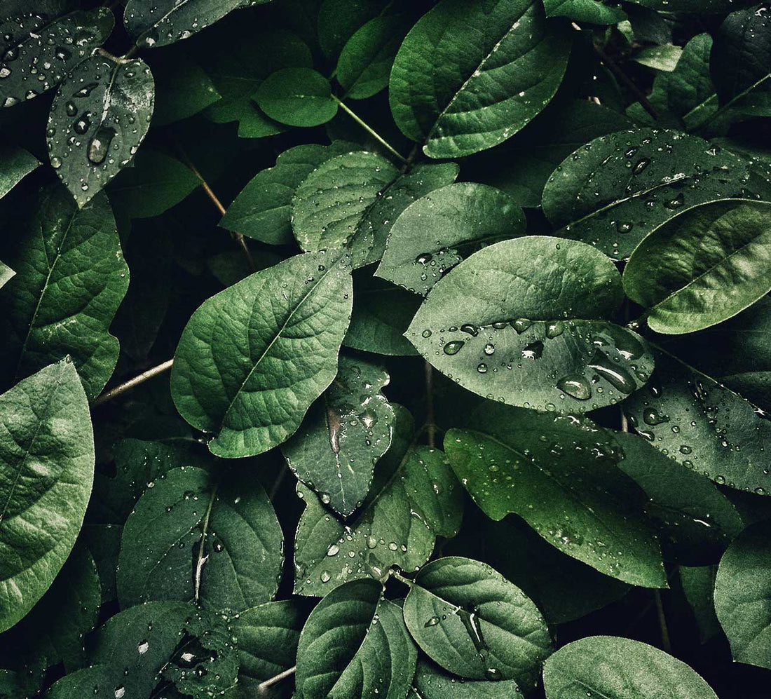 Image of leaves covering a wall