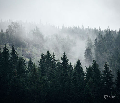 Dark green misty forest tree tops 