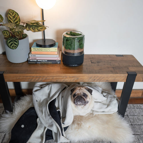 A pug sat next to a Briiv Air Filter