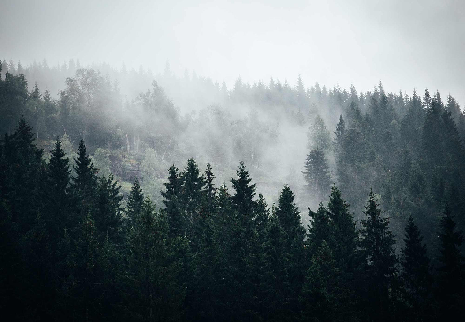 Misty forrest full of clean air